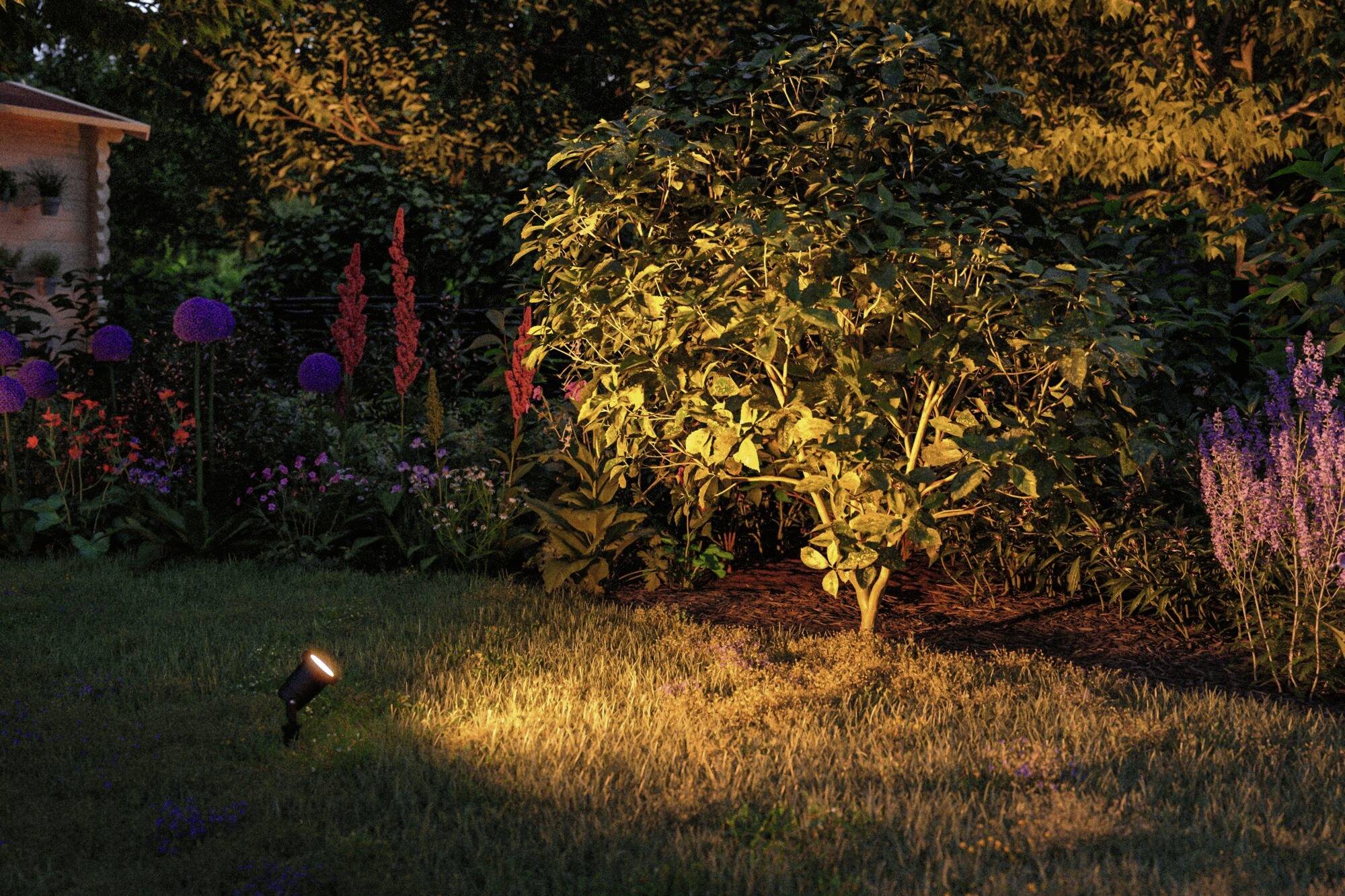 Un faretto da giardino illumina la sera un piccolo albero, circondato da fiori e arbusti in fiore. Sullo sfondo è visibile una casa.