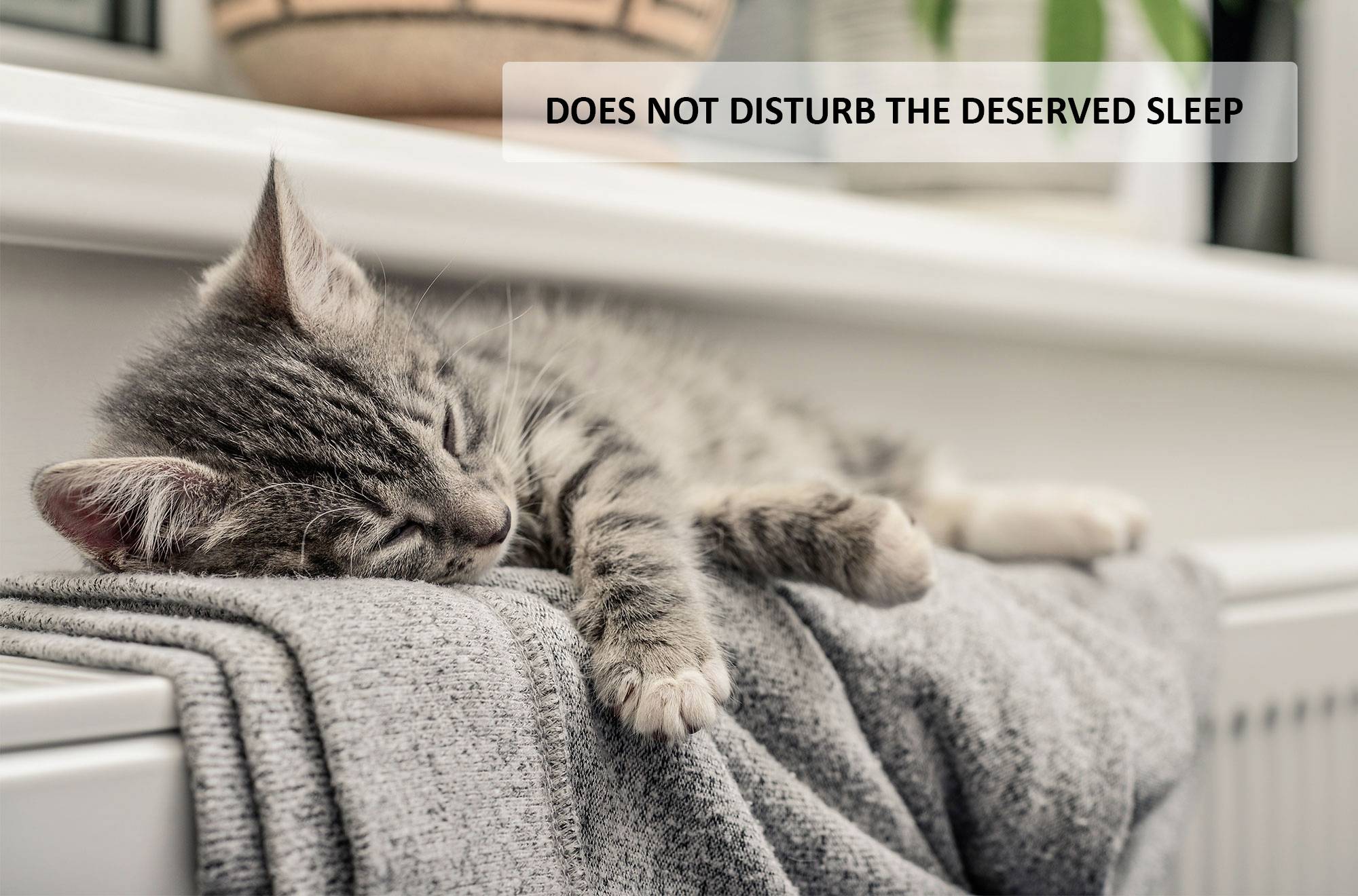 Un gatto soriano dorme pacificamente su una morbida coperta grigia vicino alla finestra. Nell'immagine c'è scritto: 'NON DISTURBARE IL SONNO MERITATO'.
