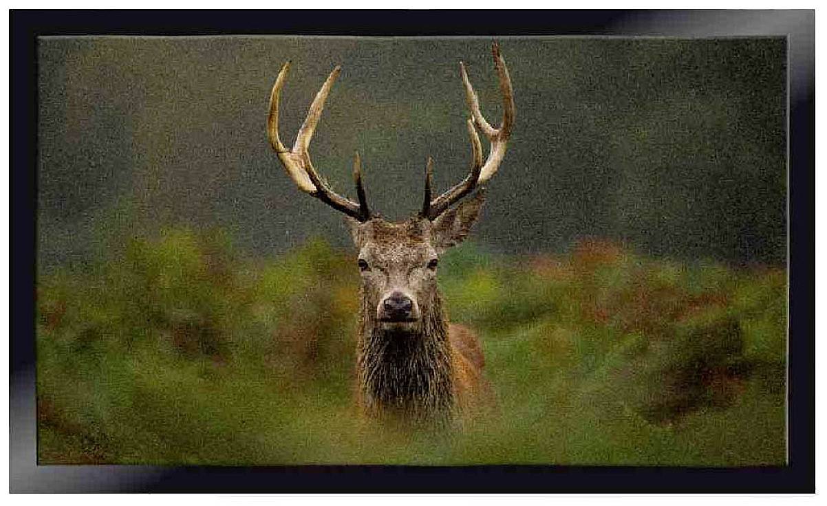 Siena HOME 585-1-441-054 Peva Moose Zerbino (L x L) 750 mm x 450 mm