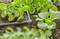 Piante di insalata verde crescono in terra con un sistema di irrigazione che distribuisce l'acqua attraverso piccoli tubi tra le piante.