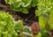 Insalata verde cresce in un'aiuola da giardino con terra marrone. Un tubo per l'irrigazione scorre lungo le piante.