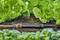 Un tubo di irrigazione in un orto, circondato da insalata verde fresca, mostra un sistema di approvvigionamento idrico efficiente.