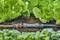 Un sistema di irrigazione Gardena si trova tra l'insalata verde e il basilico nel terreno del giardino, pronto per l'irrigazione delle piante.