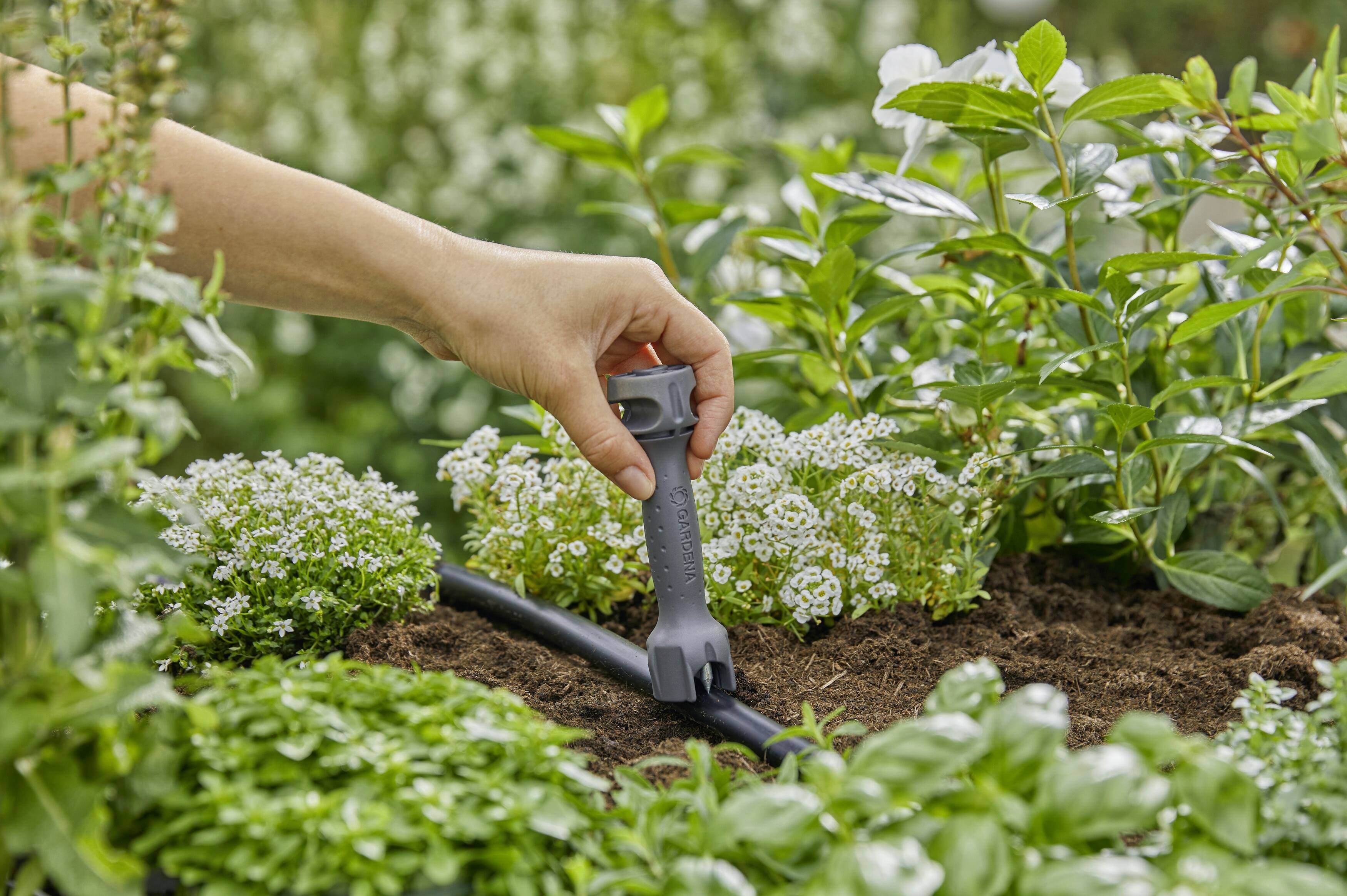 Una mano pianta un tubo di irrigazione nel terreno tra piante verdi e fiori bianchi.