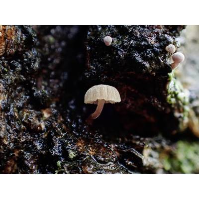 Un piccolo fungo con cappello color marrone chiaro cresce su un legno umido e scuro. Sullo sfondo si possono vedere due piccoli funghi in fase di germogliamento.