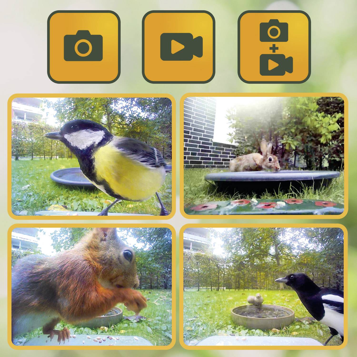 Quattro immagini di animali nel giardino: un cinciallegra, un coniglio, uno scoiattolo e una gazza. In alto ci sono simboli per foto e riprese video.