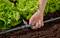 Una mano regola un sistema di irrigazione a goccia in un orto con lattuga rigogliosa, evidenziando l'efficiente conservazione dell'acqua in agricoltura.