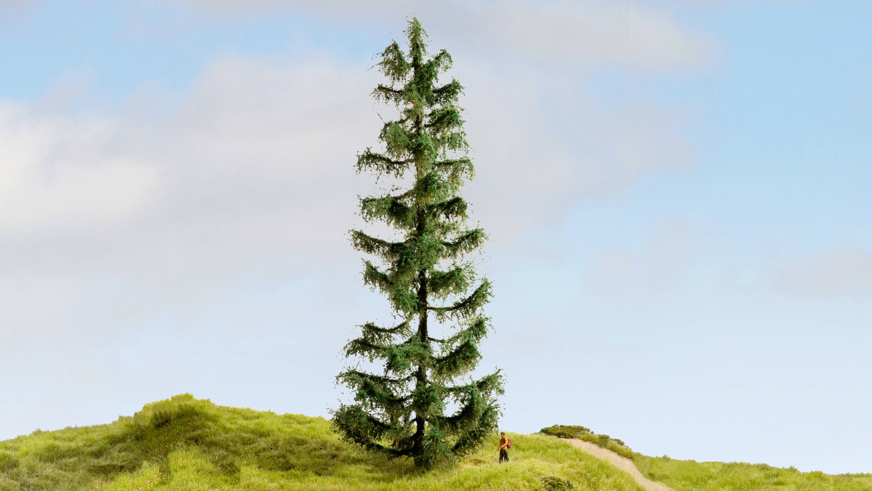 Un grande, singolo abete si erge su una collina verde sotto un cielo blu. Una piccola persona si trova a destra accanto all'albero.