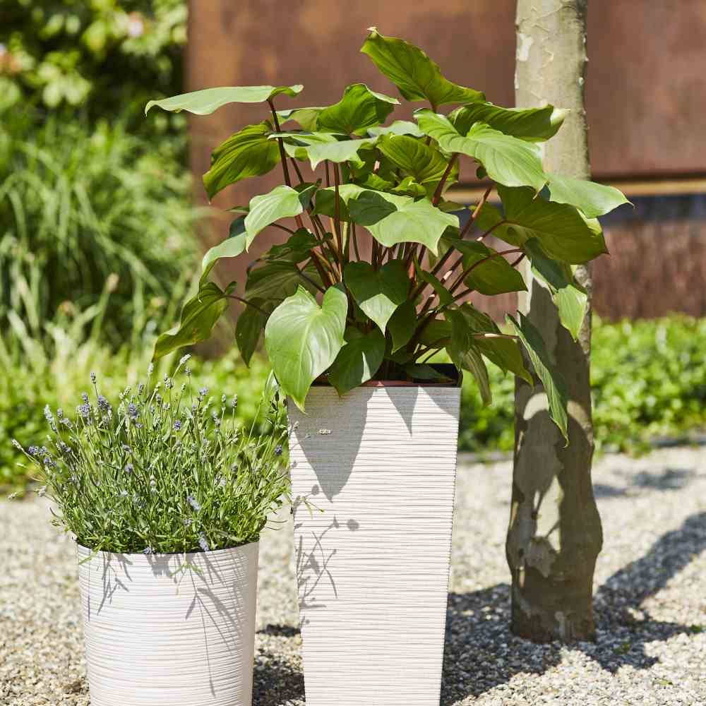 Due piante in vasi bianchi poggiano su ghiaia. La pianta a sinistra ha foglie strette, quella a destra foglie larghe. Un tronco d'albero fa da sfondo.