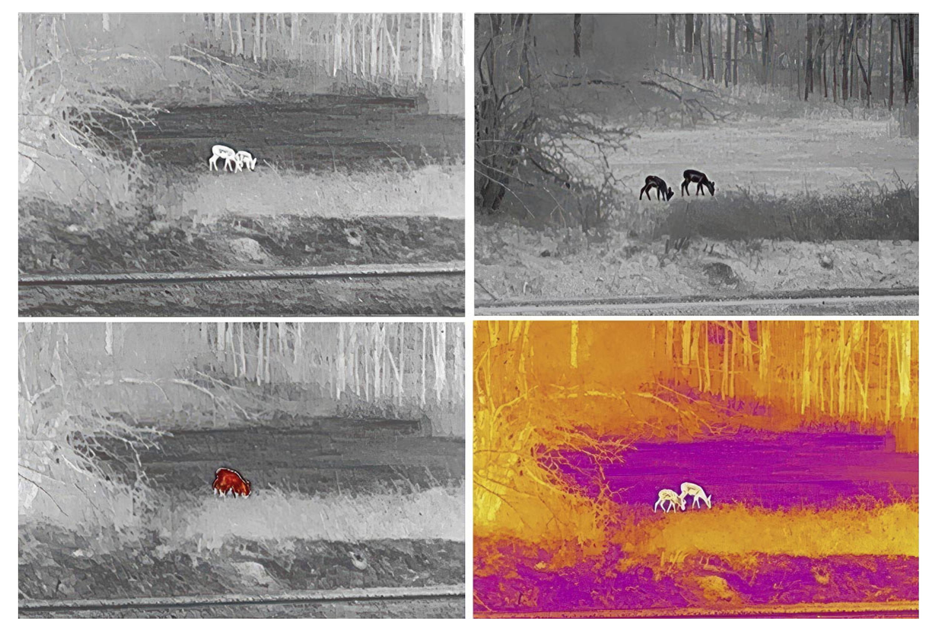 Quattro immagini mostrano una scena boschiva con animali selvatici in diverse rappresentazioni termografiche: Bianco, Grigio, Rosso, Viola/Giallo.