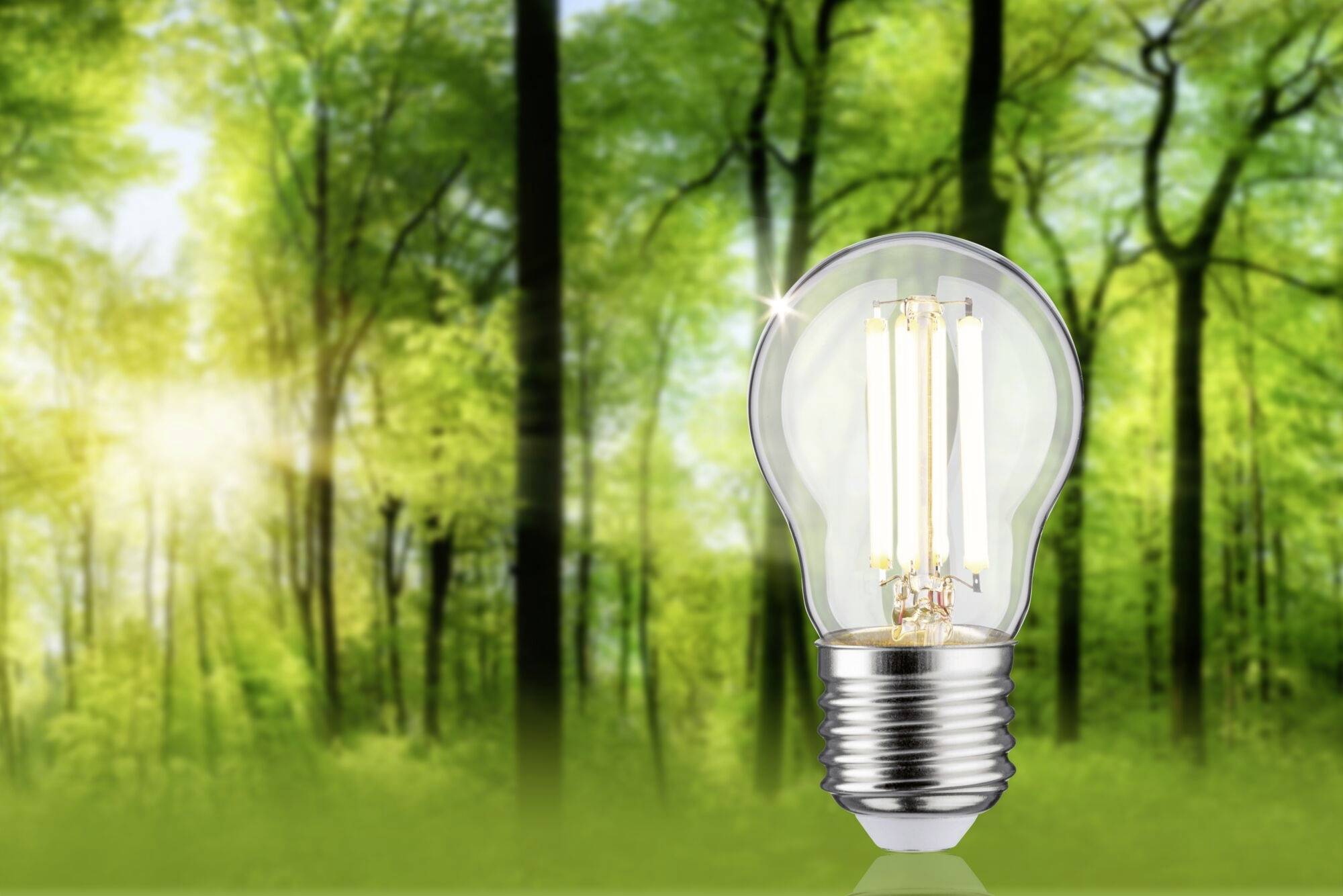 Una lampadina si erge davanti a un bosco sotto la luce del sole, simboleggiando energie rinnovabili e soluzioni tecnologiche sostenibili.
