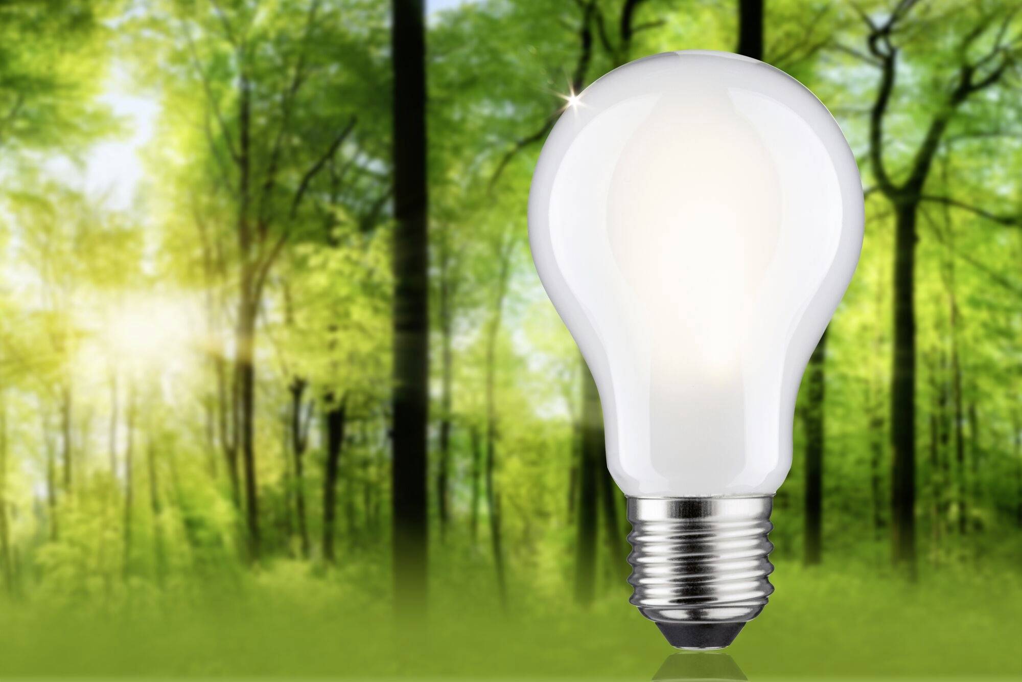 Una lampadina galleggia sullo sfondo di un bosco, simboleggiando l'energia sostenibile nella natura.