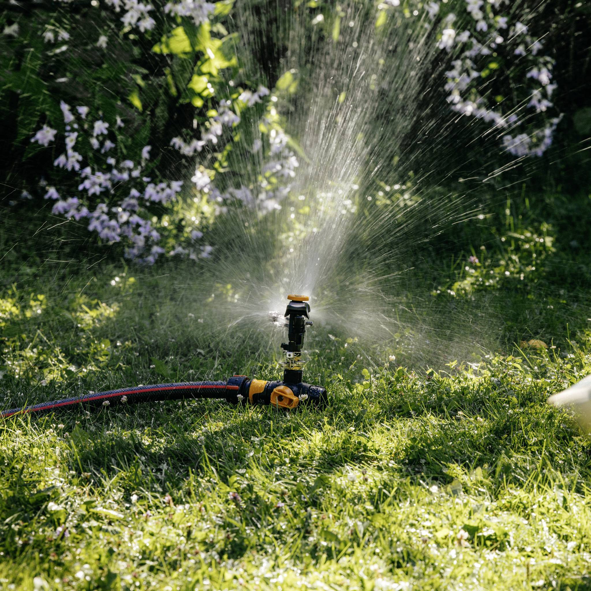 Un irrigatore sparge acqua su un giardino soleggiato con erba verde, circondato da cespugli fioriti sullo sfondo.