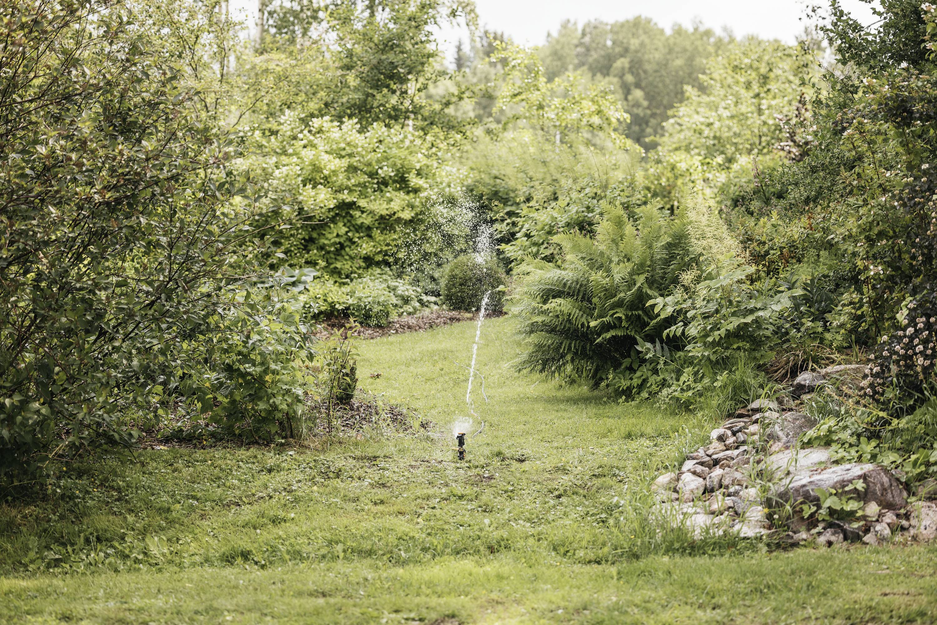 Un giardino verde con vegetazione fitta e un sentiero stretto al centro. In primo piano uno spruzzatore attivo per l'irrigazione del prato.