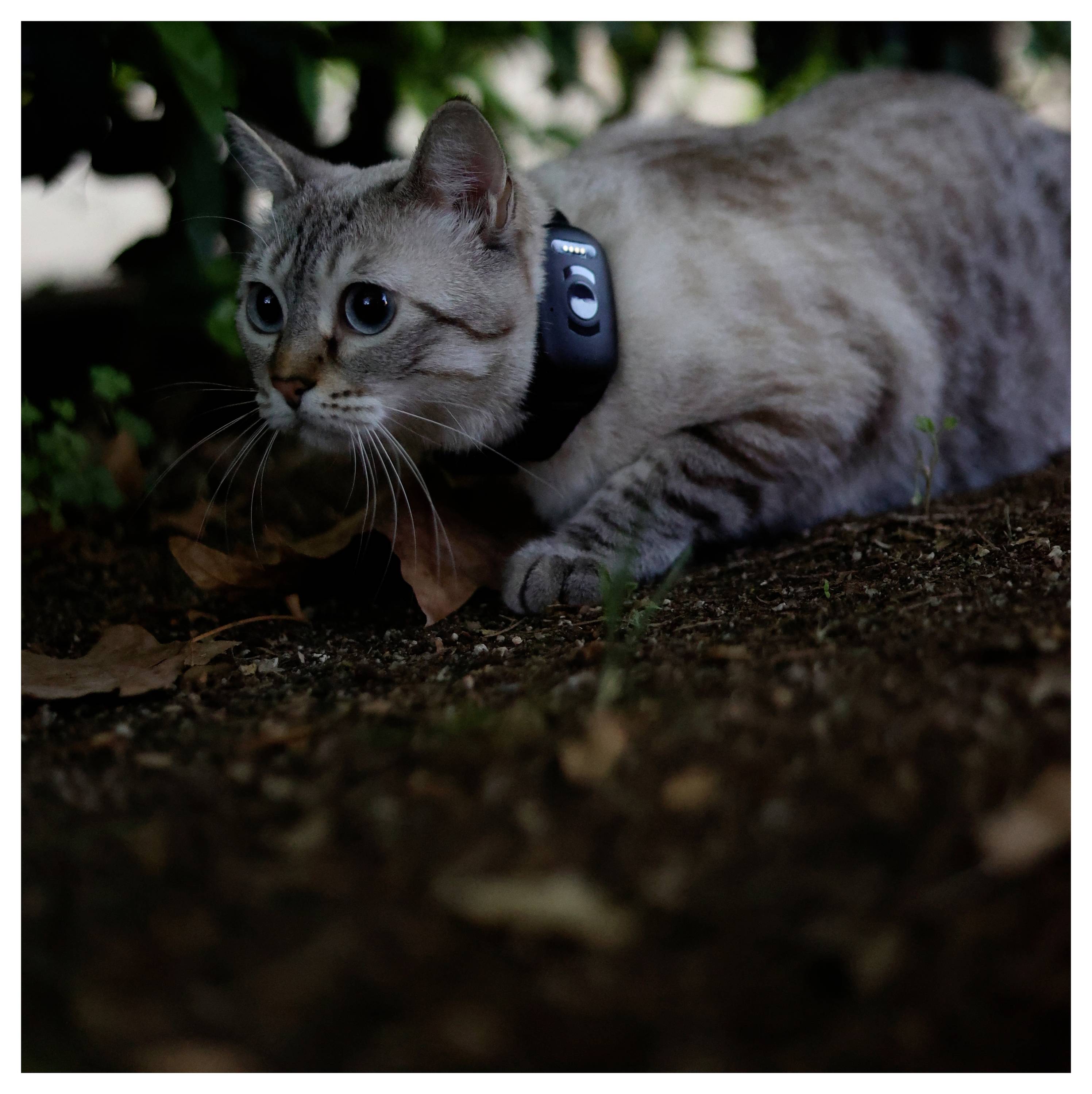 Un gatto che indossa un collare si accuccia a terra, sembrando insidiare o osservare attentamente qualcosa in mezzo alla vegetazione.