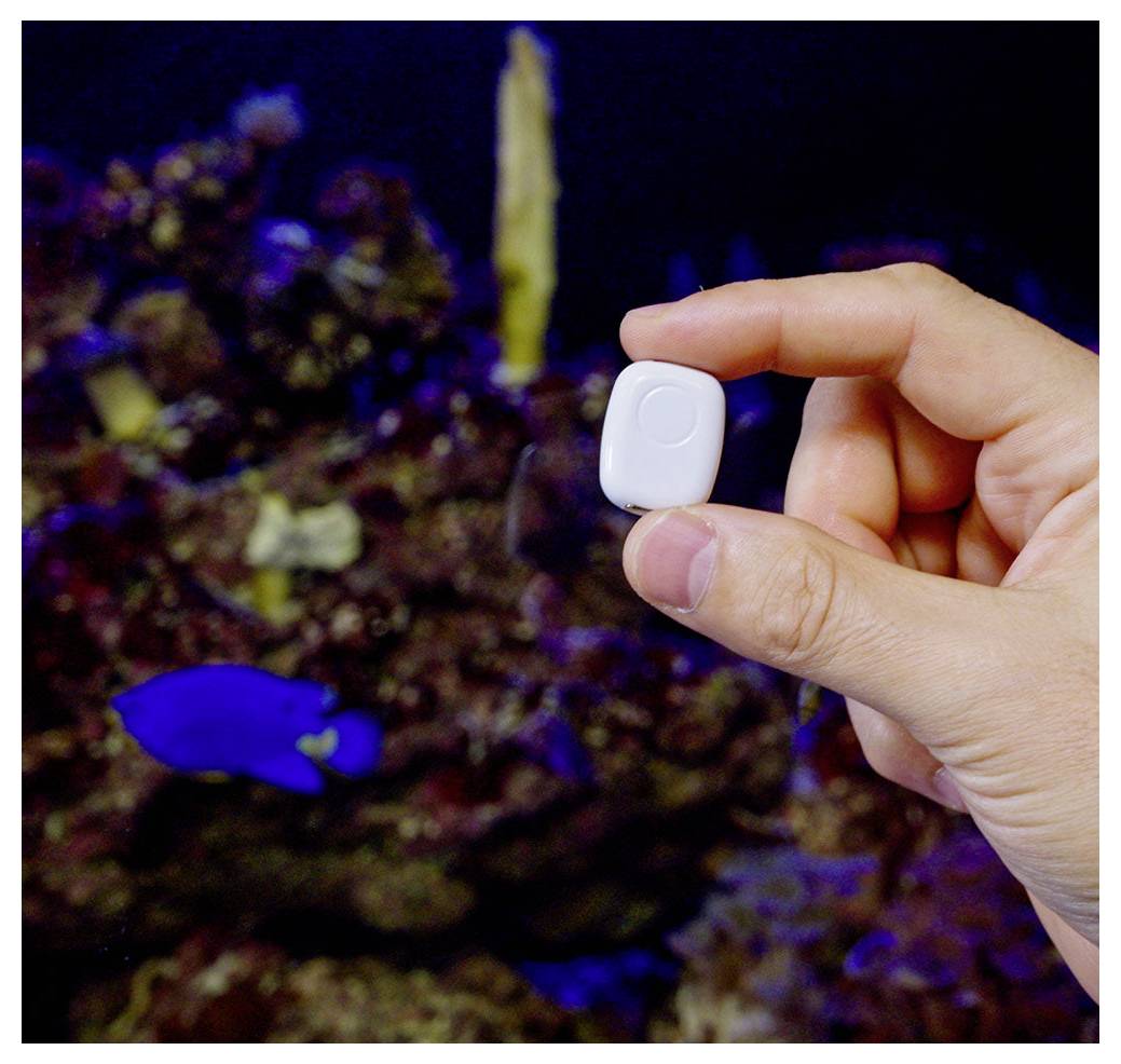 Una mano tiene in mano un piccolo oggetto bianco davanti a un acquario con coralli e un pesce blu, suggerendo che l'oggetto potrebbe essere correlato alla cura dei pesci.