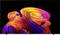 Scultura astratta e colorata con forme a spirale 3D di nastri stratificati in arancione, rosa, viola e giallo su uno sfondo nero.