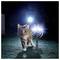 Gatto tabby che cammina verso la fotocamera di notte accanto a una luminosa luce del giardino brillante su un sentiero bagnato.