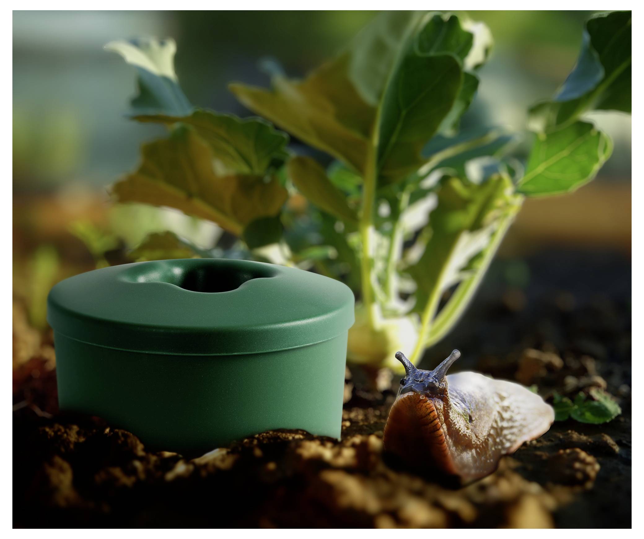 Una trappola verde per le lumache da giardino si trova nel terreno accanto a una pianta frondosa, con una lumaca in primo piano, che suggerisce il controllo dei parassiti in un orto.