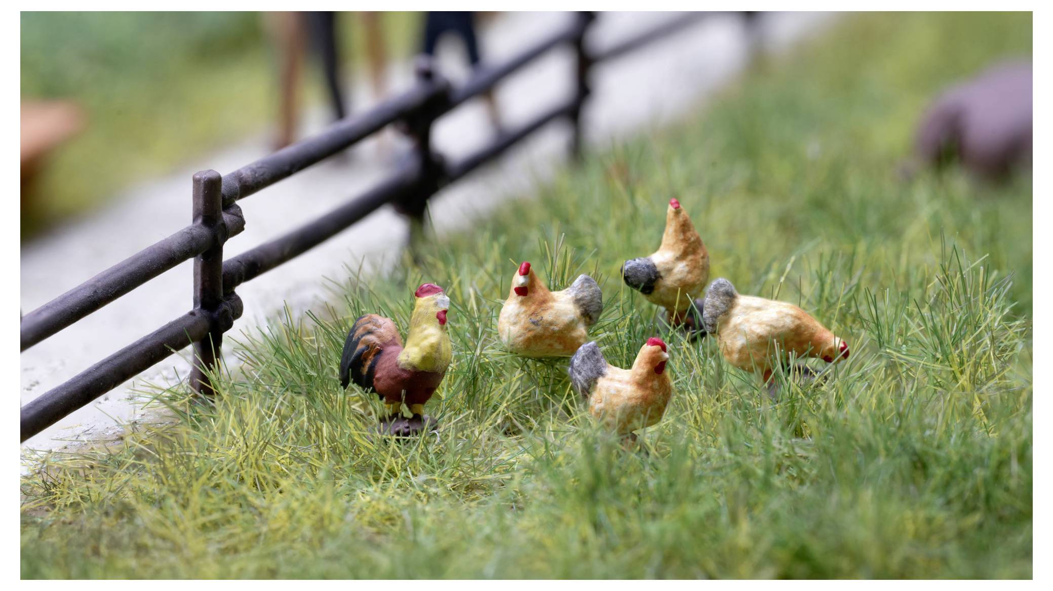 Cinque piccoli modellini di galline in piedi in un campo erboso accanto a una recinzione nera