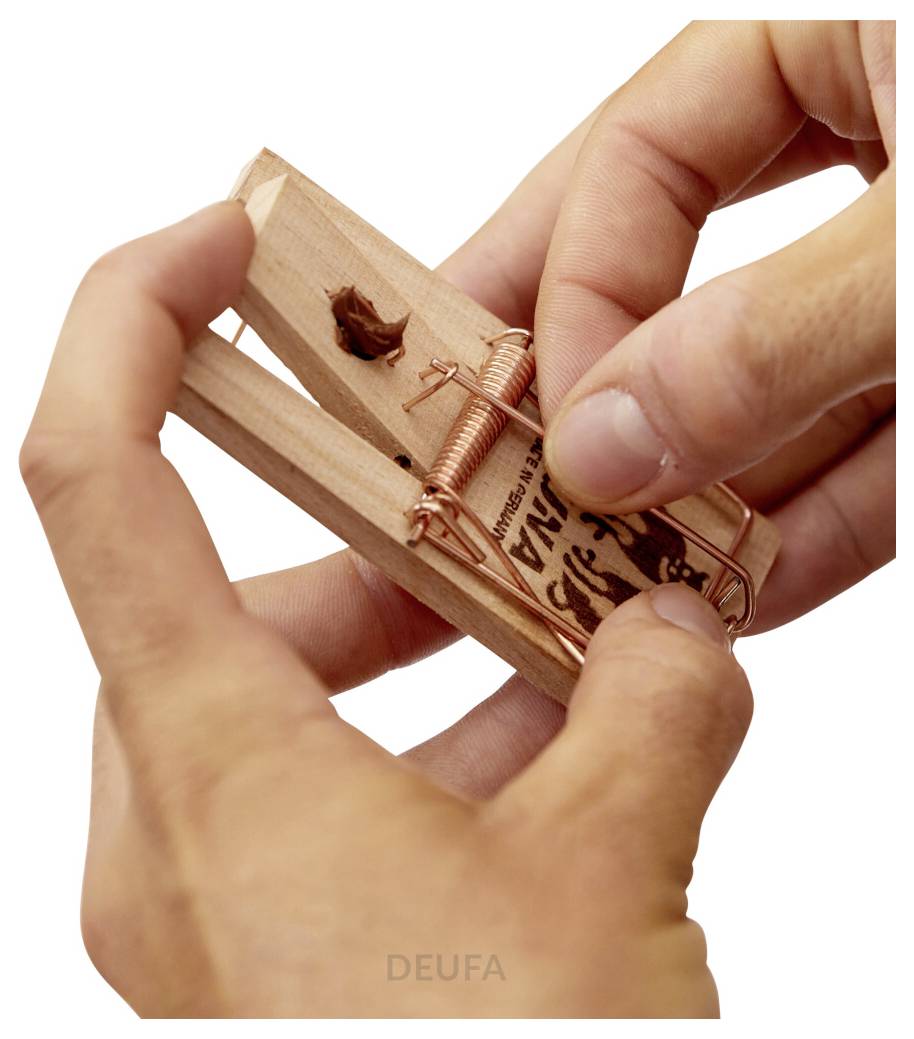 Mani che azionano una trappola per topi in legno tirandosi indietro la molla in rame su uno sfondo bianco.