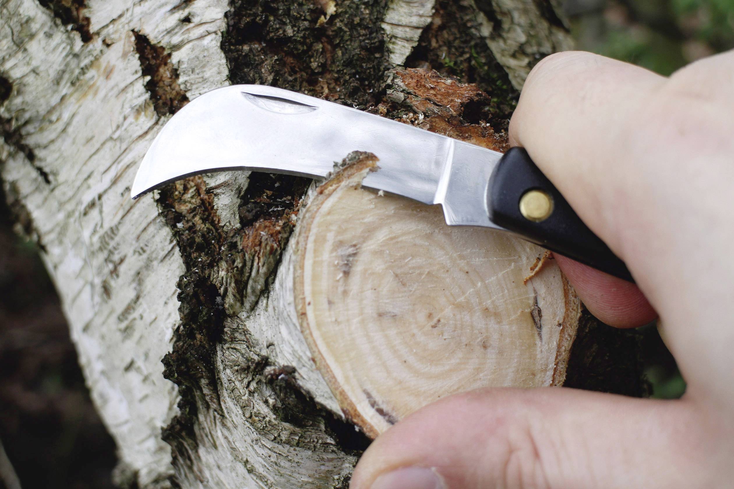Un coltello viene usato per raschiare la corteccia di un albero. Un primo piano mostra una mano che impugna il coltello.