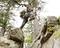 Un uomo scala delle rocce con un metal detector in un bosco. Il cielo è nuvoloso, gli alberi hanno un fogliame rado. Una scena avventurosa.