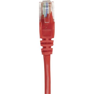 Cavo Ethernet rosso con connettore RJ45 in dettaglio, su sfondo bianco.