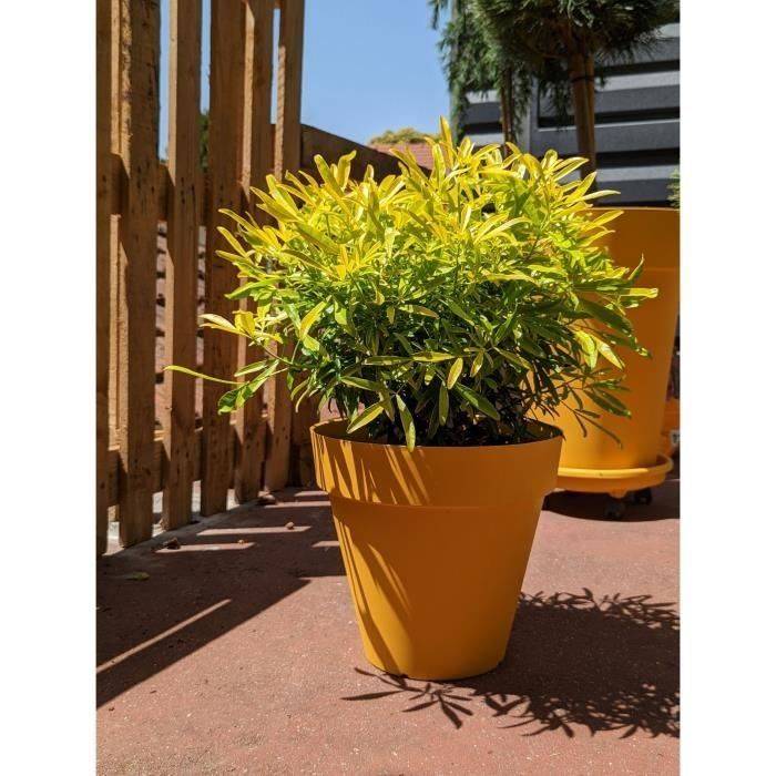 Vaso Riviera Giallo Ø 60 cm-1
