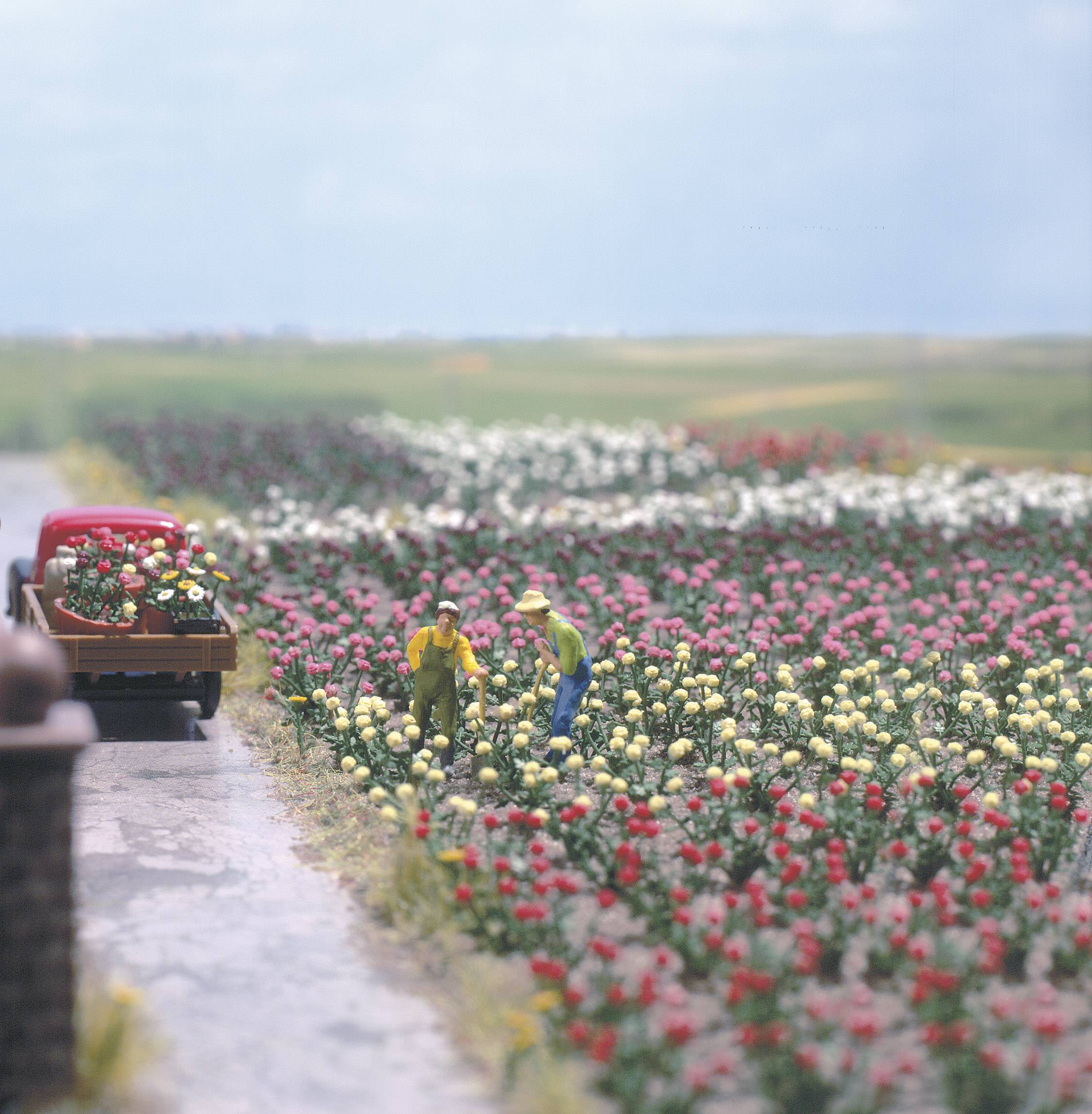 Due giardinieri raccolgono fiori in un grande campo pieno di vivaci e colorate fioriture. Un camion carico di fiori è parcheggiato al bordo del campo.