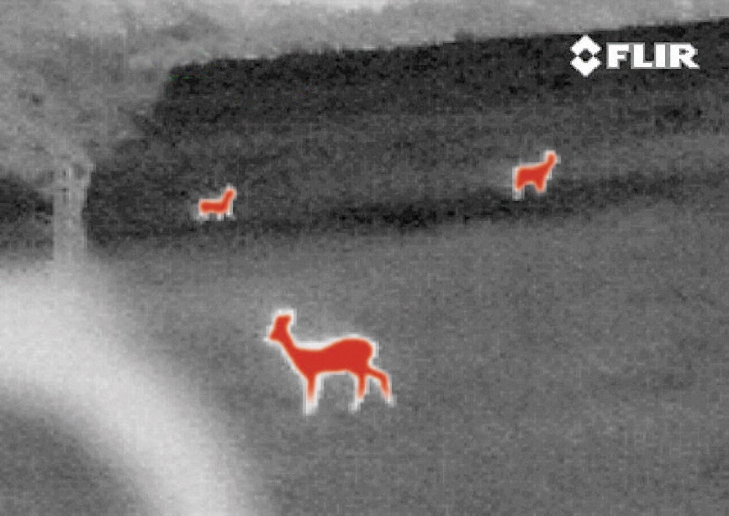 Immagine termica mostra tre animali in un paesaggio, evidenziati in rosso su sfondo grigio, con un albero sulla sinistra dell'immagine.