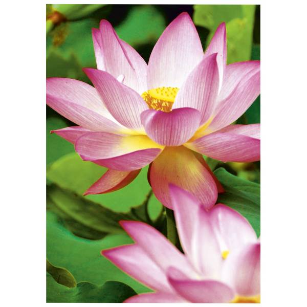 Avery Zweckform Premium Inkjet Photo Paper 2482 - Hochglänzend - weiß - A4 (210 x 297 mm) - 300 g/m² - 20 Blatt Fotopapi-2