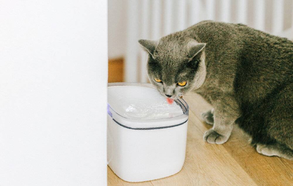 Immagine premio per Petoneer - PN-110047 - Intelligenter Trinkbrunnen/Trinknapf per Hunde e Katzen Petoneer Fresco Mini Plus (WIFI)