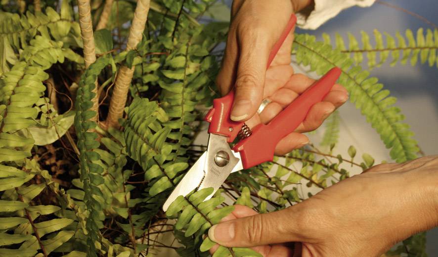 Handen knippen groene varenbladen met een rode tuinschaar.