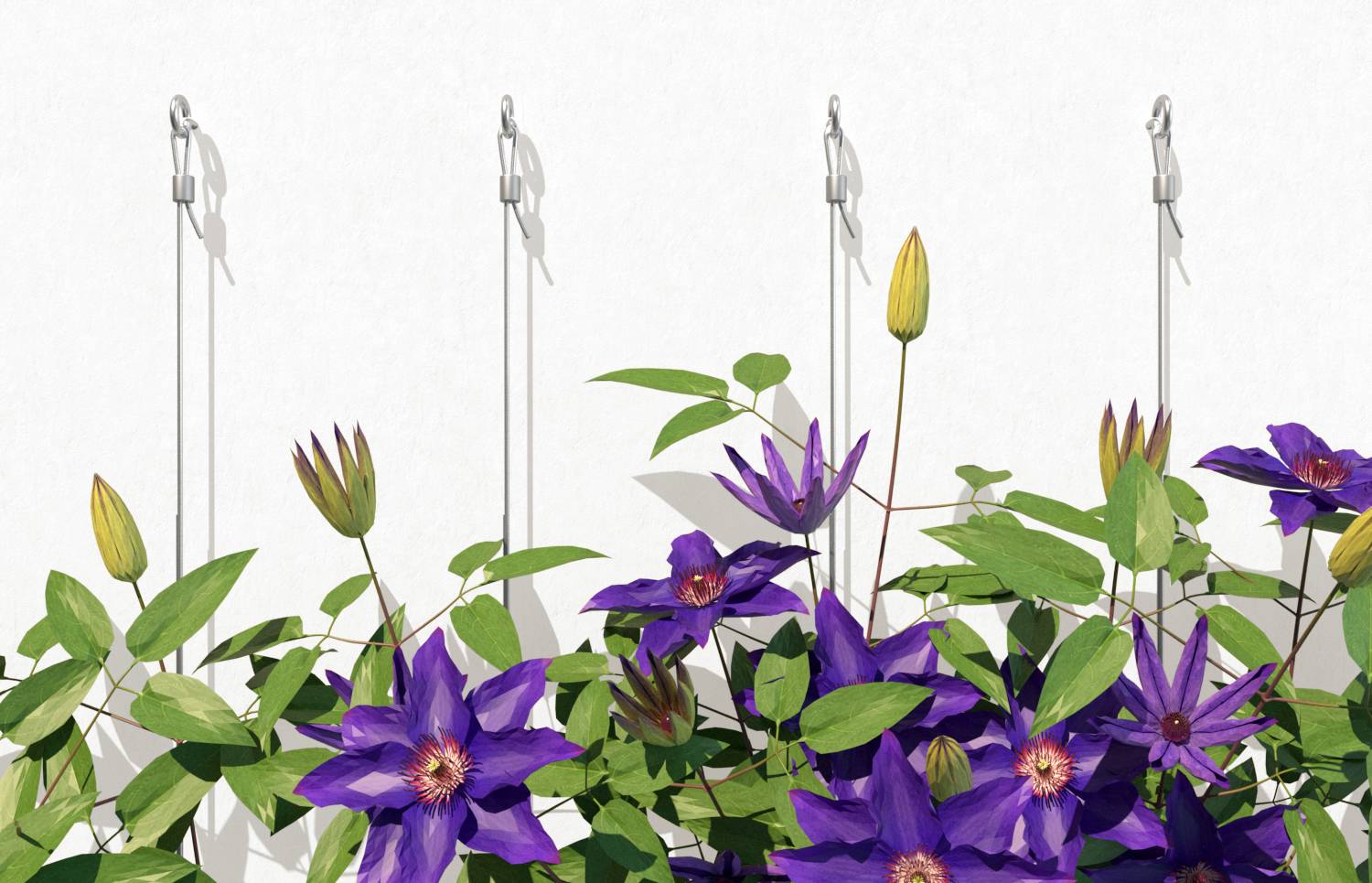 Paarse clematis bloemen en groene bladeren klimmen op aan de muur bevestigde steundraden tegen een witte achtergrond.
