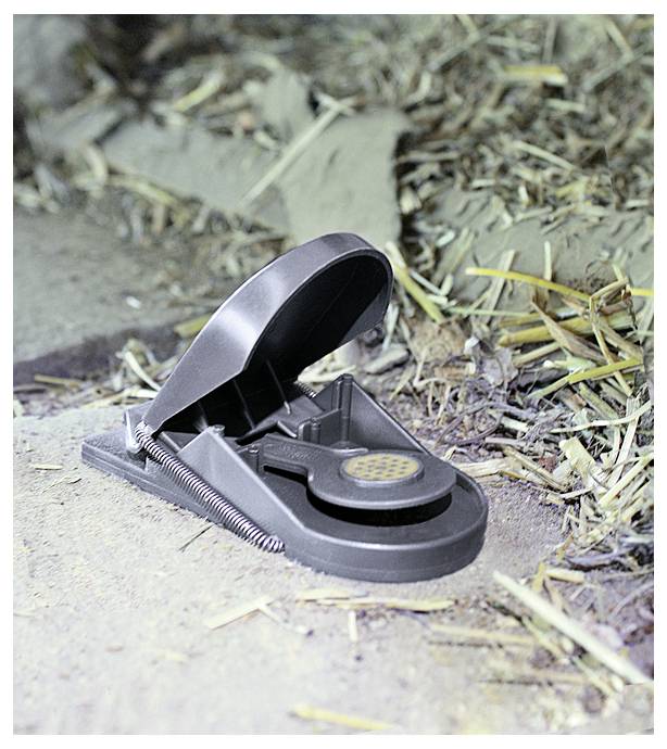 Een metalen rattenvallen die op de grond staat, omgeven door verspreid hooi en afval, klaar om knaagdieren te vangen.