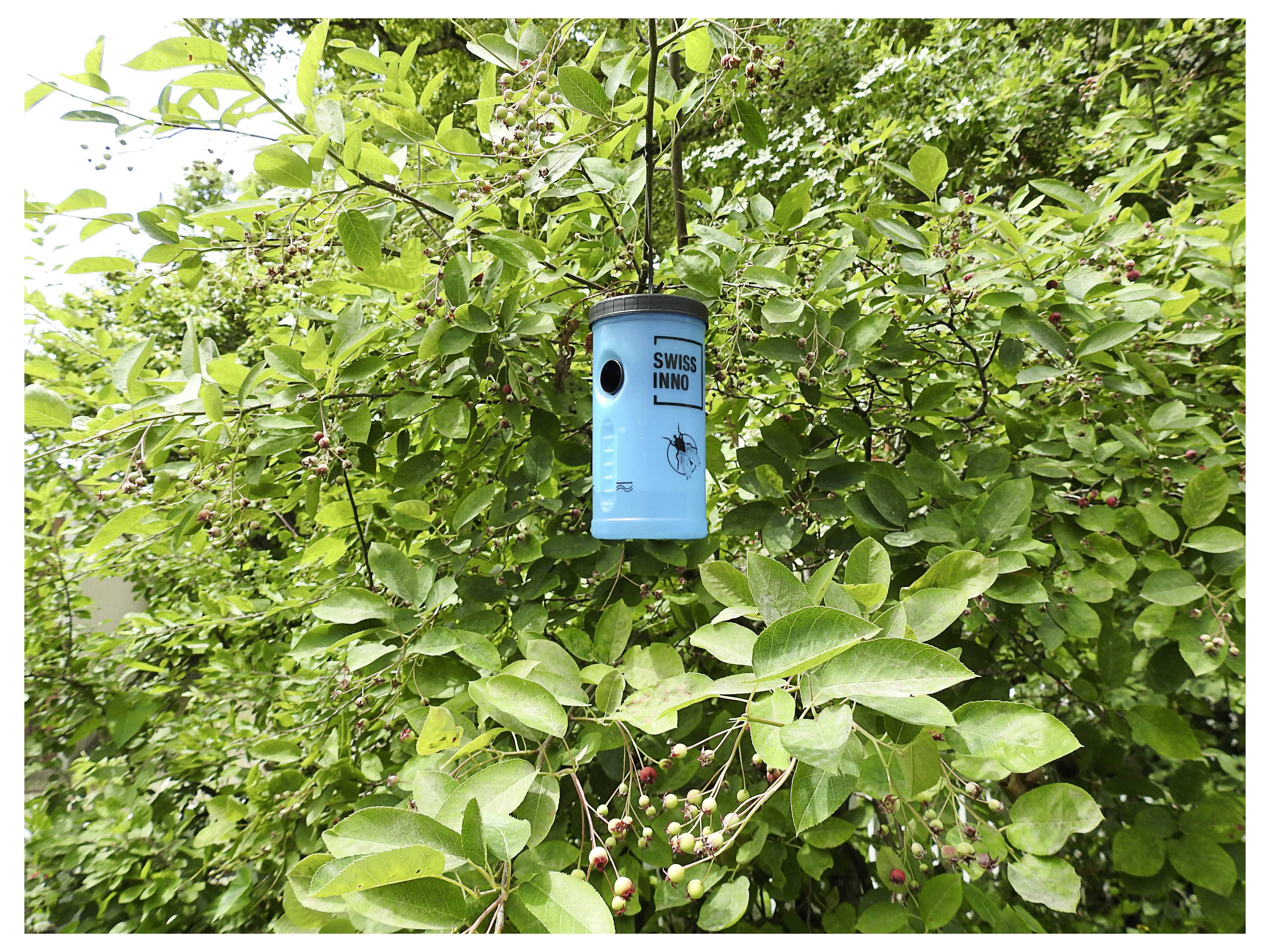 Een blauwe wespenval gelabeld als 'Swiss Inno' hangt aan een boomtak te midden van dichte groene bladeren.