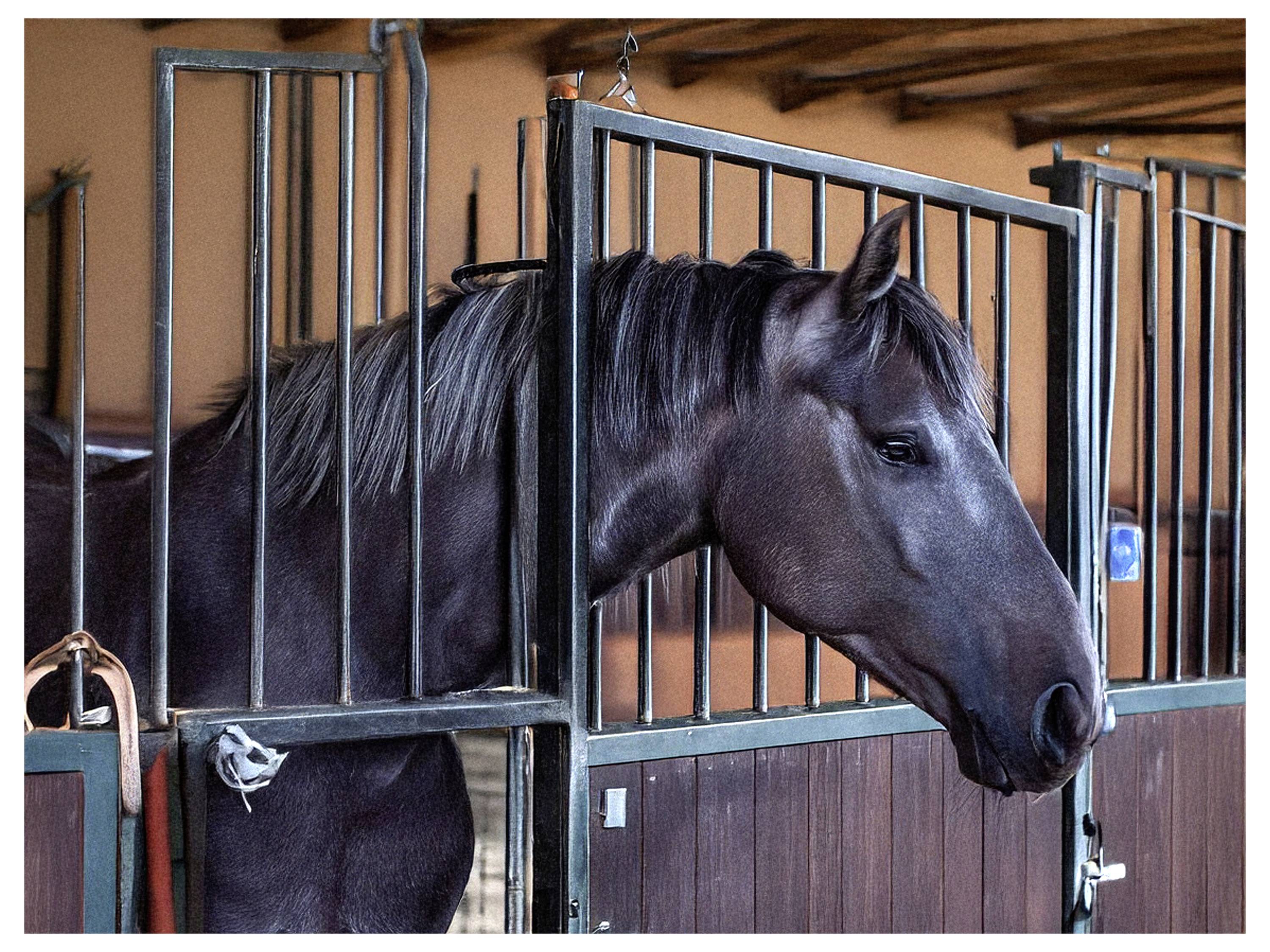 Donkerbruine paard dat uitkijkt vanuit een staldeurgat, met zijn hoofd licht gedraaid. De omgeving is eenvoudig en rustiek.