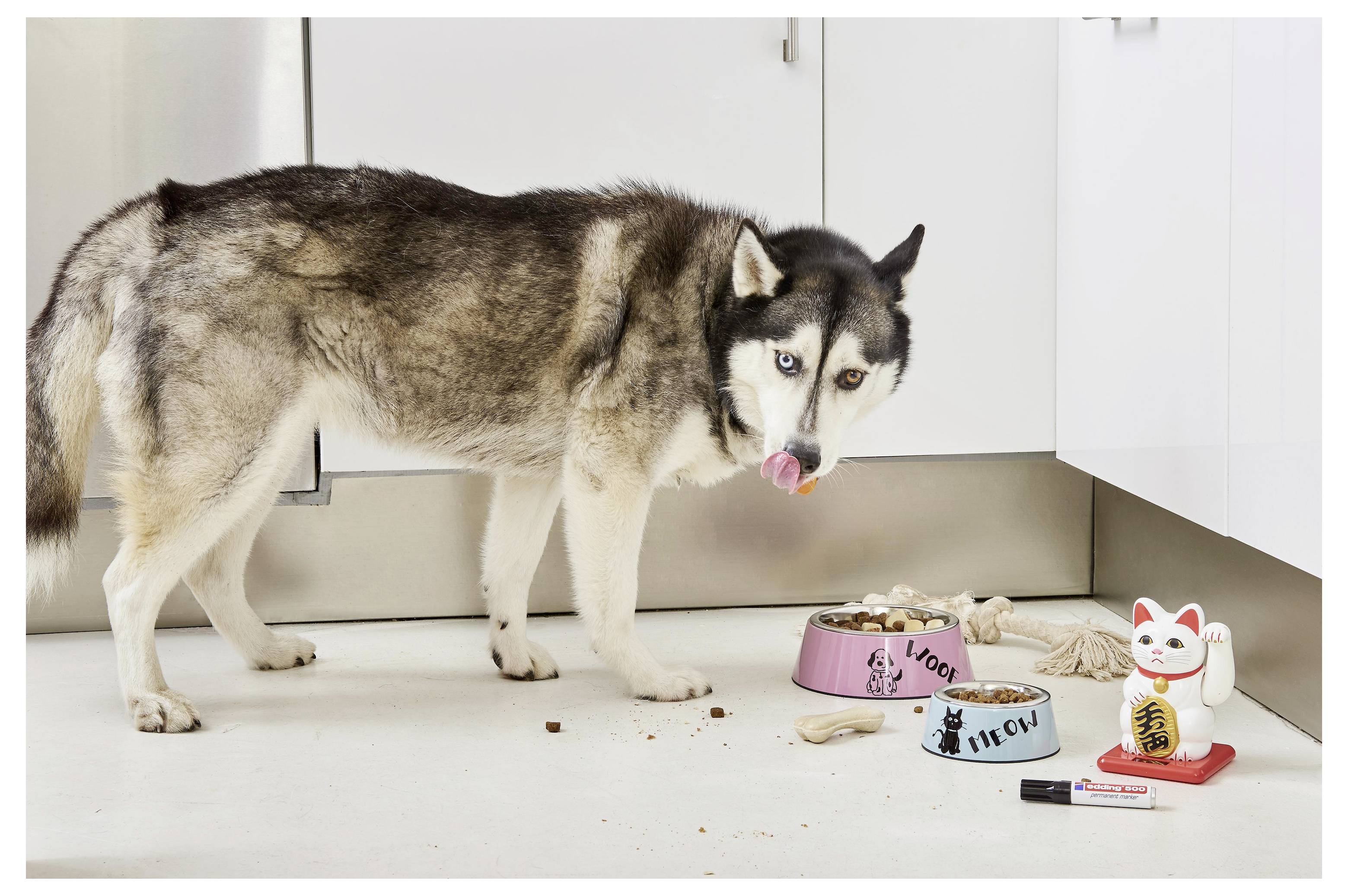 Husky die in een keuken staat bij voederbakken en een zwaaiende kattenfigurette, kijkend naar de camera met zijn tong uit.