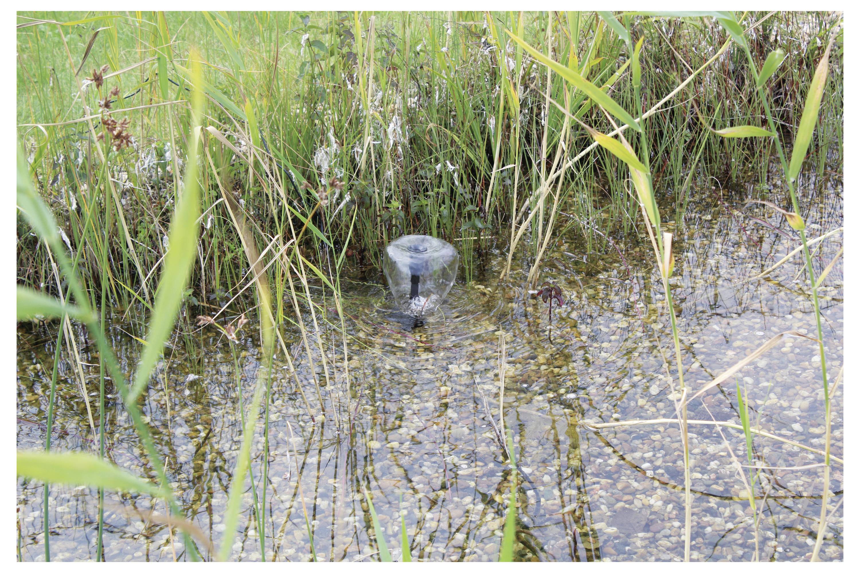 Kleine fontein die bruist in een vijver, omringd door hoge grassen en rietplanten.