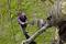 Een man in een geruit overhemd knipt met een takkenschaar een grote tak van een boom. De focus ligt op de takkenschaar.