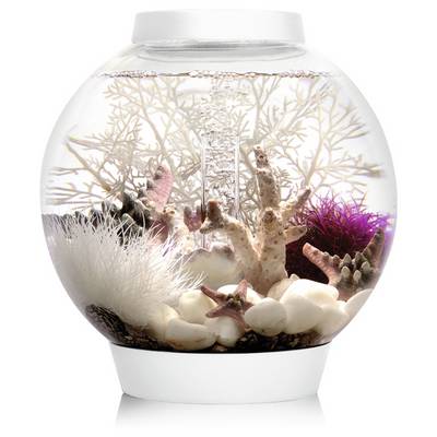 Een rond glazen aquarium met decoratief koraal, witte kiezels en paarse accenten in water, dat een binnenshuis aquatische opstelling toont.