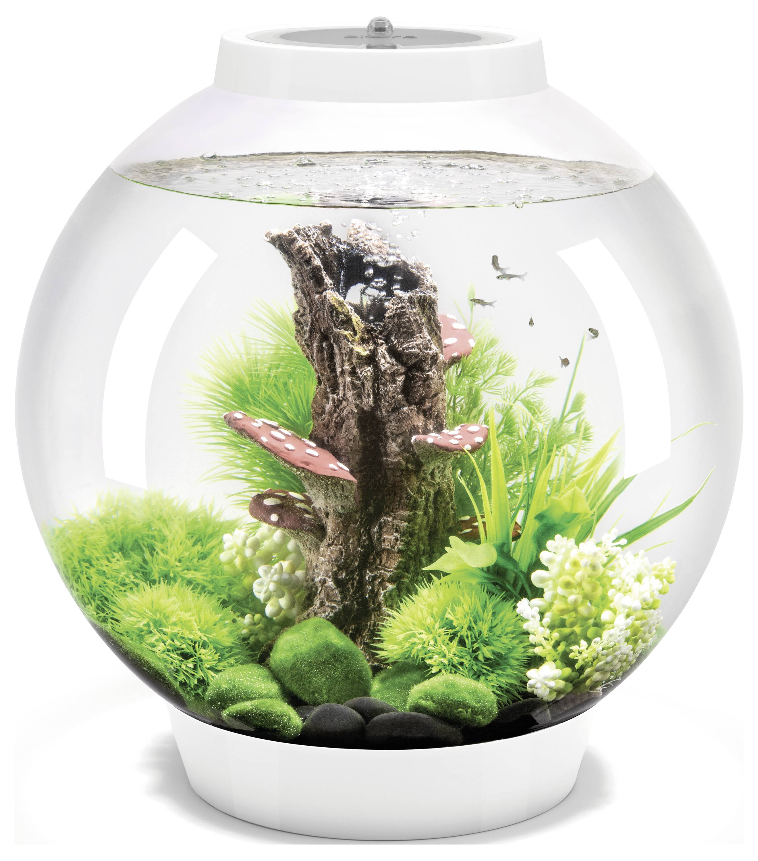Een bolvormig aquarium met groene planten, decoratieve paddenstoelen en een centraal houten element binnenin, gevuld met water en kleine vissen.