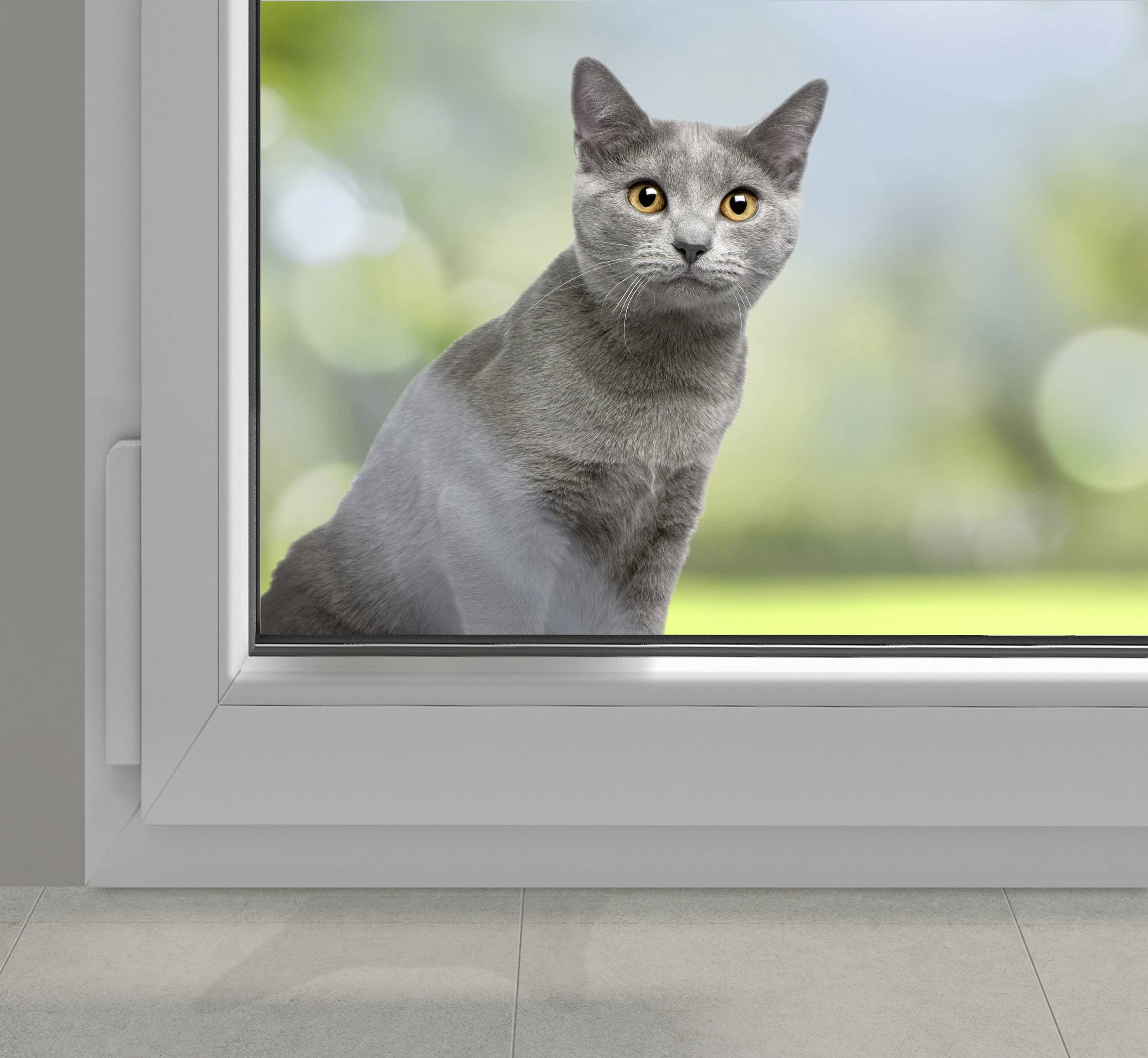 Een grijze kat zit binnen en kijkt uit een raam, waarbij het licht en de bomen op de achtergrond wazig zichtbaar zijn.