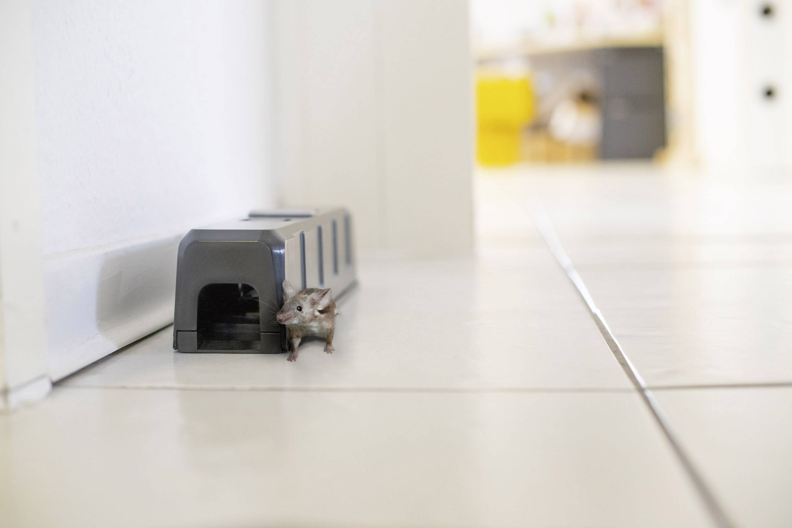 Gardigo mouse alarm trap Muizenval 1 stuk(s)-2