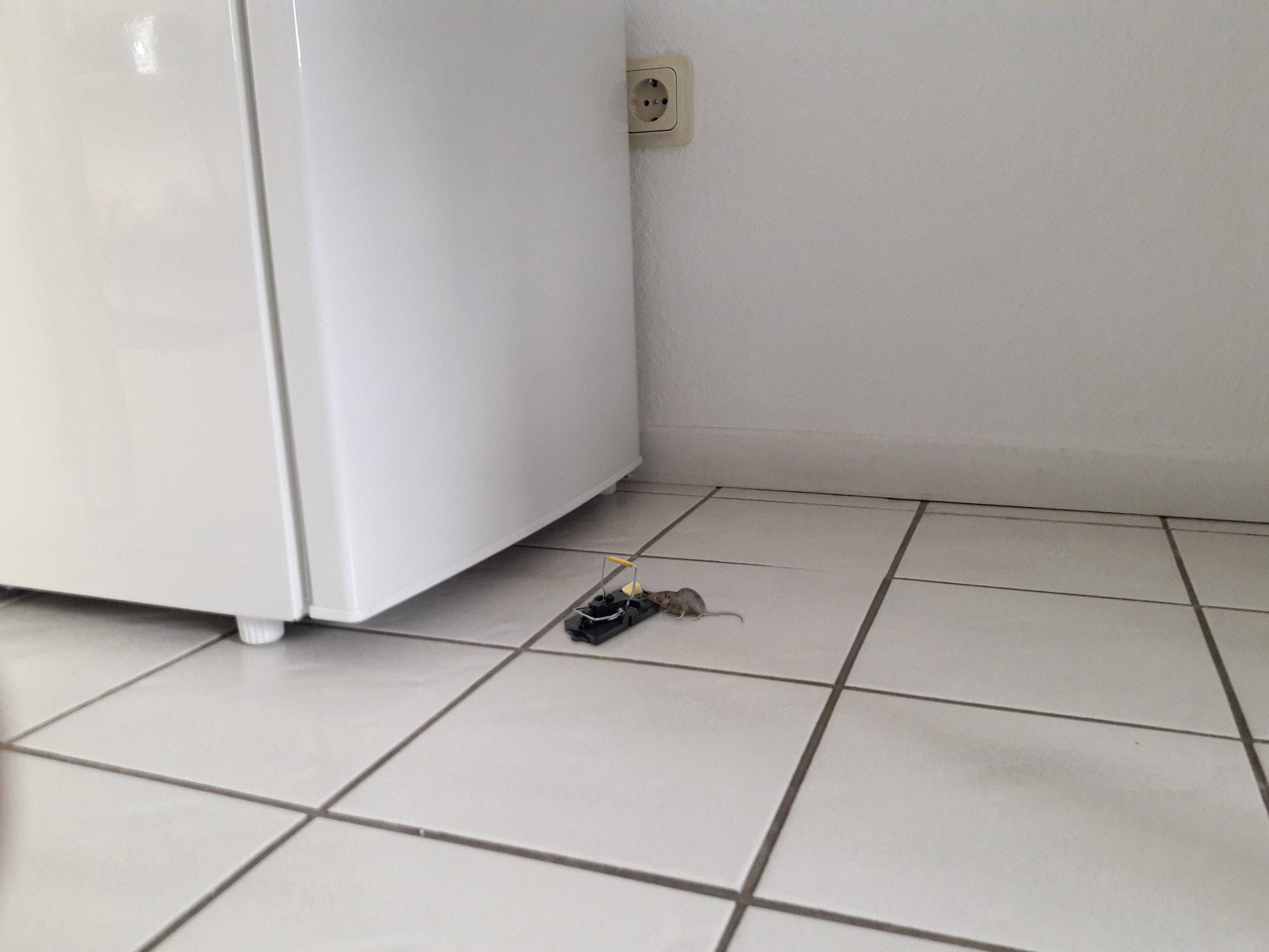 Gardigo mouse-trap Muizenval Functies: Lokstof 2 stuk(s)-2