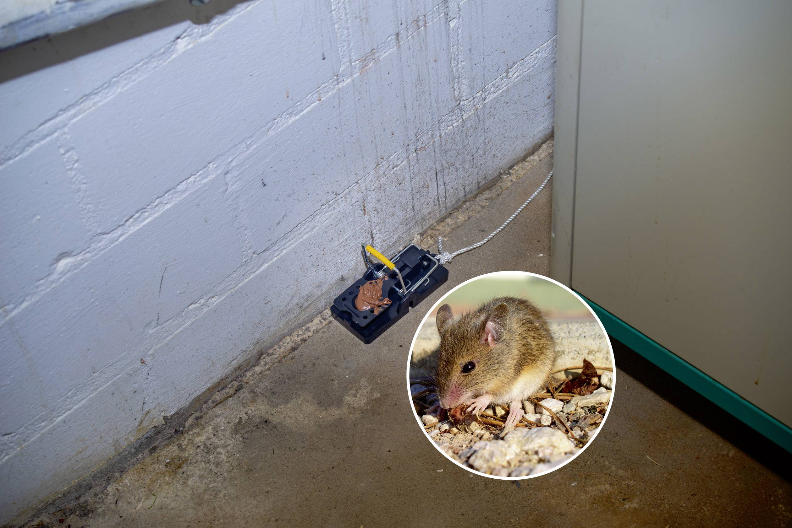 Gardigo mouse-trap Muizenval Functies: Lokstof 2 stuk(s)-4