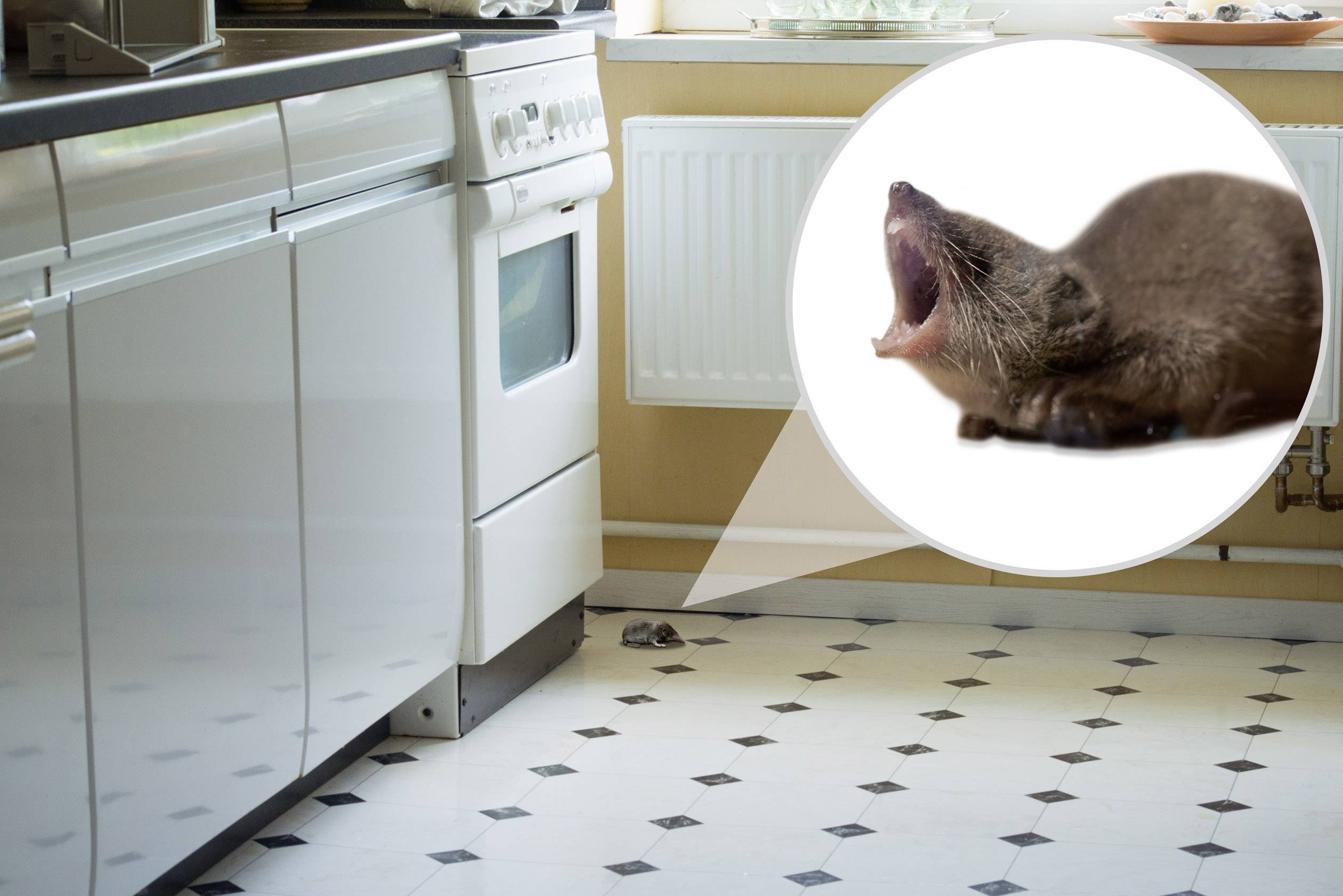 Gardigo mouse-repellent Knaagdierafweer Functies: Ultrasoon Werkingssfeer: 25 m² 1 stuk(s)-5