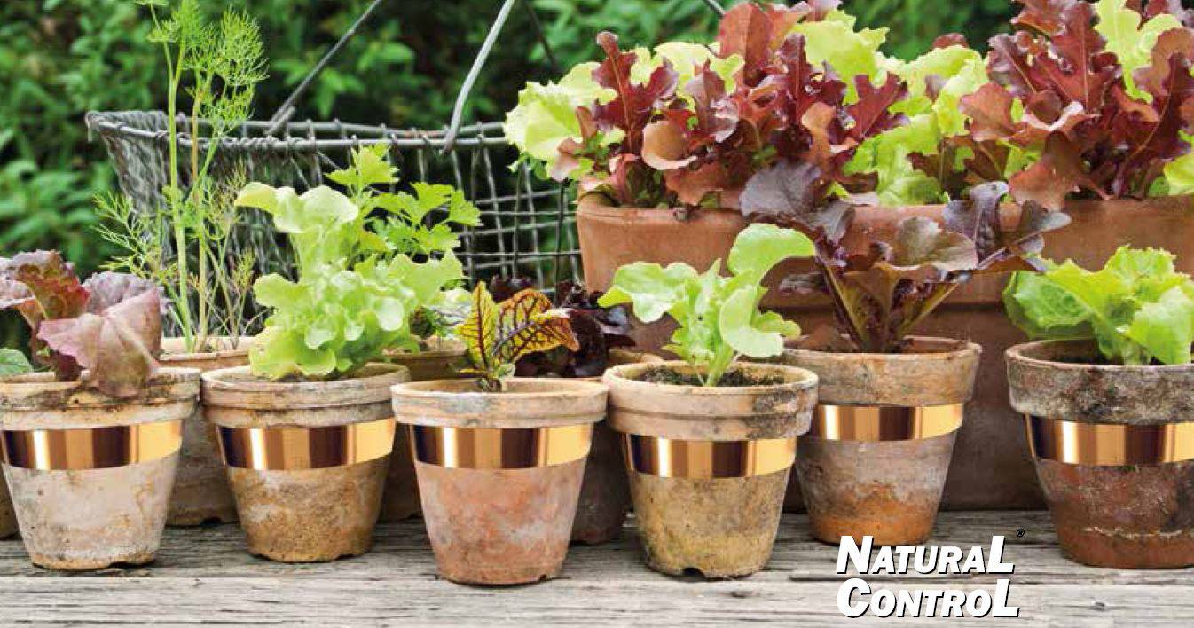 Swissinno Natural-Control Slug Copper Slakkenverschrikker Functies: Afschrikking 1 stuk(s)-2