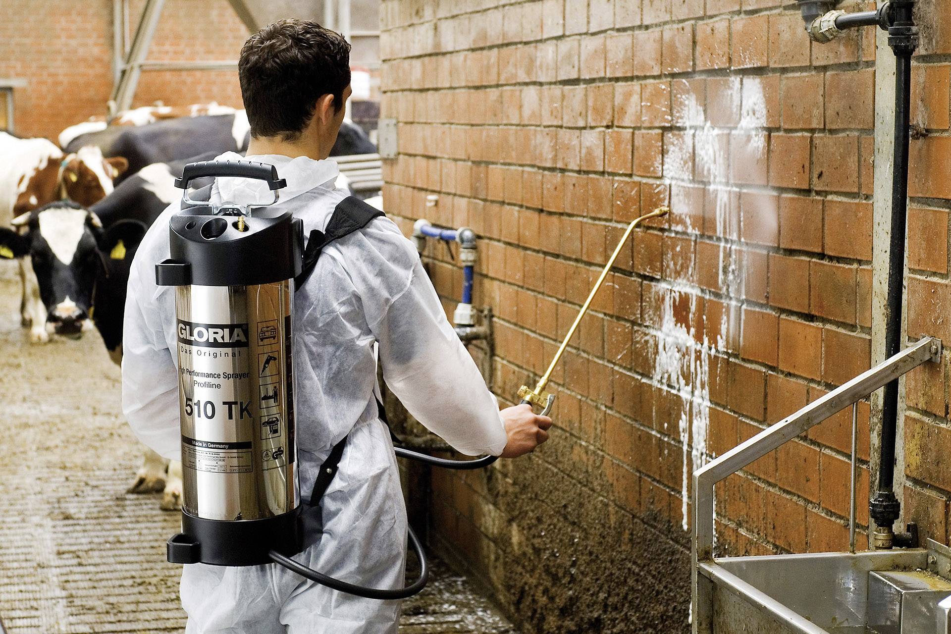 Persoon spuit vloeistof op een muur in een melkbedrijf. Draagt een beschermend pak en gebruikt een rugspuit. Koeien op de achtergrond.